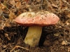 Rubroboletus lupinus (Fr.) Costanzo, Gelardi, Simonini & Vizzini 2015