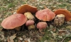 Rubroboletus lupinus (Fr.) Costanzo, Gelardi, Simonini & Vizzini 2015