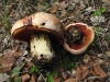 Rubroboletus lupinus (Fr.) Costanzo, Gelardi, Simonini & Vizzini 2015