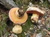 Rubroboletus pulchrotinctus (Alessio) Kuan Zhao & Zhu L. Yang 2014