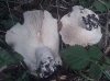 Russula acrifolia Romagn. 1997 Russula acrifolia Romagn. 1997
