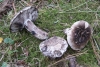 Russula albonigra (Krombh.) Fr. 1874