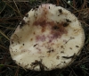 Russula amoenicolor Romagn. 1962 Russula amoenicolor Romagn. 1962