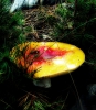 Russula aurea Pers. 1796