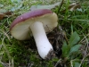 Russula badia Quél. 1881 Russula badia Quél. 1881