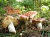 Russula cessans A. Pearson 1950 Russula cessans A. Pearson 1950