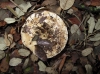 Russula cf. acrifolia Romagn. 1997 Russula cf. acrifolia Romagn. 1997