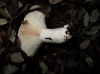 Russula cf. acrifolia Romagn. 1997 Russula cf. acrifolia Romagn. 1997