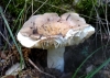 Russula cyanoxantha (Schaeff.) Fr. 1863