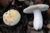 Russula lepida Fr. 1836 Russula lepida Fr. 1836