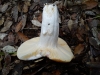 Russula maculata Qul. 1878