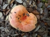 Russula maculata Quél. 1878