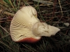 Russula sanguinea Fr. 1838