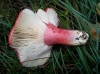 Russula sanguinea Fr. 1838