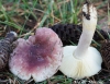Russula sardonia Fr. 1838 Russula sardonia Fr. 1838