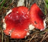 Russula sp Russula sp