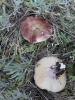 Russula torulosa Bres. 1929