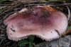 Russula torulosa Bres. 1929