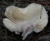 Russula torulosa Bres. 1929