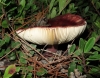 Russula torulosa Bres. 1929