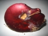 Russula xerampelina (Schaeff.) Fr. 1838