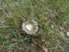 Russula cf. parazurea Jul. Schff. 1931