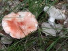 Russula persicina Krombh. 1845 Russula persicina Krombh. 1845