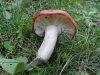 Russula sanguinea (Bull.) Fr. 1838