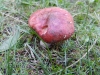 Russula sanguinea (Bull.) Fr. 1838
