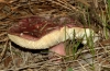 Russula torulosa Bres. 1929