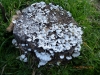 Schizophyllum commune Fr. 1815