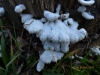 Schizophyllum commune Fr. 1815