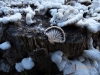 Schizophyllum commune Fr. 1815