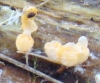 Sphaerobolus stellatus Tode 1790