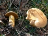 Suillus collinitus (Fr.) Kuntze 1898