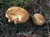 Suillus collinitus (Fr.) Kuntze 1898