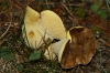 Suillus collinitus (Fr.) Kuntze 1898