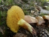 Suillus granulatus (L.: Fr.) Kuntze