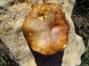 Suillus luteus (L.) Roussel 1796