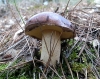 Suillus luteus (L.: Fr.) Roussel