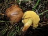 Suillus sp