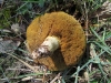 Suillus sp