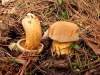 Suillus variegatus (Sw.) Richon & Roze