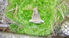 Thelephora terrestris Ehrh. 1793