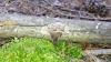 Thelephora terrestris Ehrh. 1793