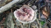 Thelephora terrestris Ehrh. 1793