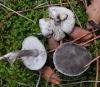 Tricholoma terreum (Schaeff.) P. Kumm. 1871