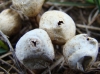 Tulostoma fimbriatum var. heterosporum J.E. Wright (1987);