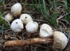 Tulostoma fimbriatum var. heterosporum J.E. Wright (1987);