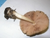 Volvariella cf. murinella (Qul.) M.M. Moser 1953